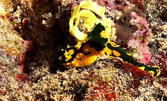 Raja Ampat 2016 - Notodoris ou Aegires  gardineri - Gardiners banana nudibranch - Nudibranche banane gardineri - IMG_4870_rc